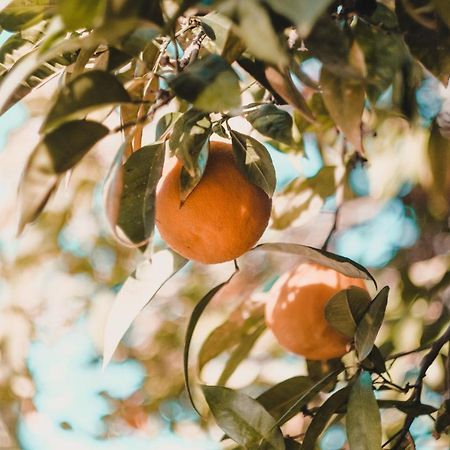 Apartman "Citrus" Trebinje Exteriör bild