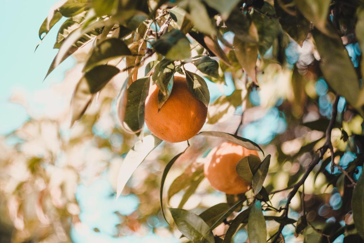 Apartman "Citrus" Trebinje Exteriör bild